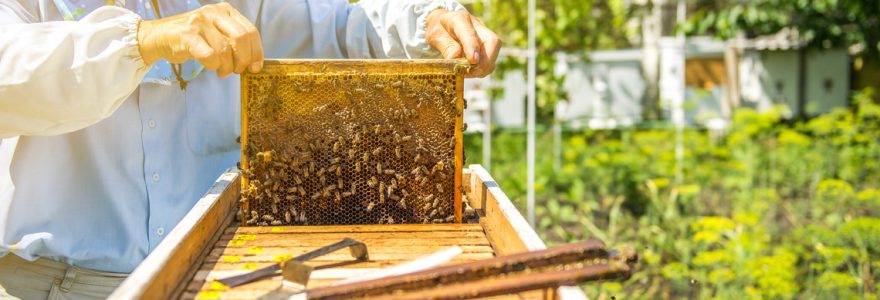 apiculture