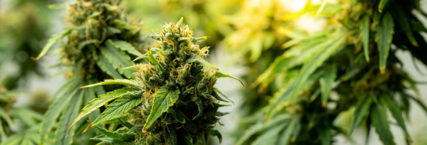 Fleur de CBD